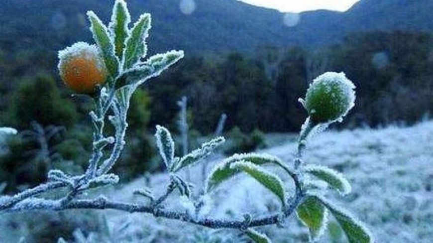 മൂന്നാർ വീണ്ടും തണുത്തുറയുന്നു; ചെണ്ടുവരയിൽ ഒരു ഡിഗ്രി സെൽഷ്യസ്, പുൽമേടുകളിൽ മഞ്ഞുപാളികൾ