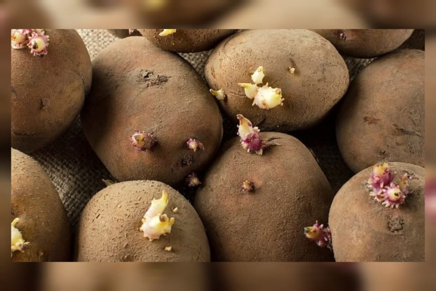 മുള വന്ന ഉരുളക്കിഴങ്ങ് വിഷമാകാമോ? അറിഞ്ഞിരിക്കേണ്ട ആരോഗ്യ വസ്തുതകൾ