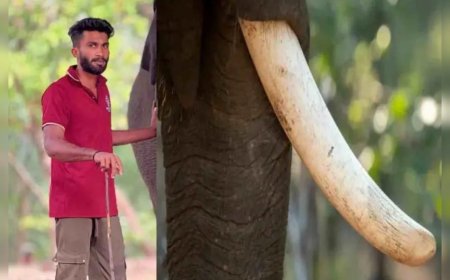 കോട്ടൂർ ആന പരിപാലന കേന്ദ്രത്തിൽ ഒന്നാം പാപ്പാനെ ആന ചവിട്ടിക്കൊന്നു