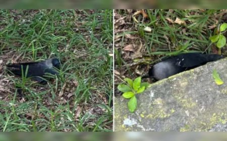 അതീവ ജാഗ്രതാ നിർദ്ദേശം; നൂറുകണക്കിന് കാക്കകൾ കൂട്ടത്തോടെ ചത്തുവീണു, ചെന്നൈയിലെ അഡയാറിൽ എച്ച്5എൻ1