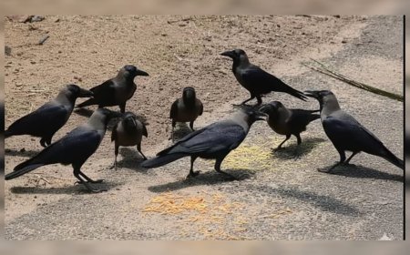 ചെന്നൈയിൽ പക്ഷിപ്പനി സ്ഥിരീകരിച്ചു; കാക്കകൾ കൂട്ടത്തോടെ ചത്തുവീഴുന്നു, അതീവ ജാഗ്രതാനിർദ്ദേശം