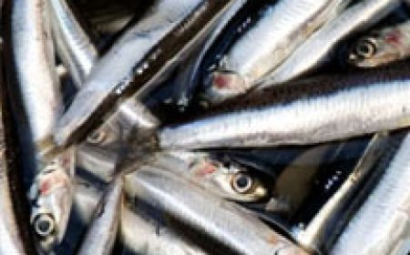 തിരുവനന്തപുരത്ത് കൂടുതൽ ഇടങ്ങളിൽ നിന്ന് മീനുകളുടെ സാമ്പിള്‍ ശേഖരിക്കുന്നു; മീൻ വിഭവം കഴിച്ച മൂന്നുപേര്‍ കൂടി ചികിത്സ തേടി