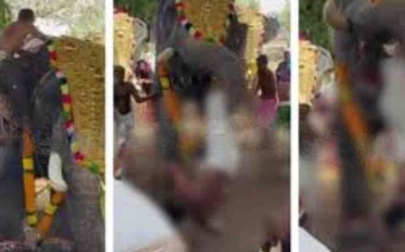 അന്നമനട ക്ഷേത്രത്തിൽ ആനയുടെ ആക്രമണം: യുവാവിന് ഗുരുതര പരിക്ക്