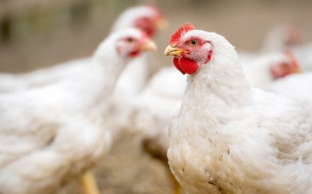 സൗദിയിൽ പൗൾട്രി ഉത്പന്നങ്ങൾക്ക് നിരോധനം: ഇന്ത്യയുൾപ്പെടെ 40 രാജ്യങ്ങൾക്ക് തിരിച്ചടി