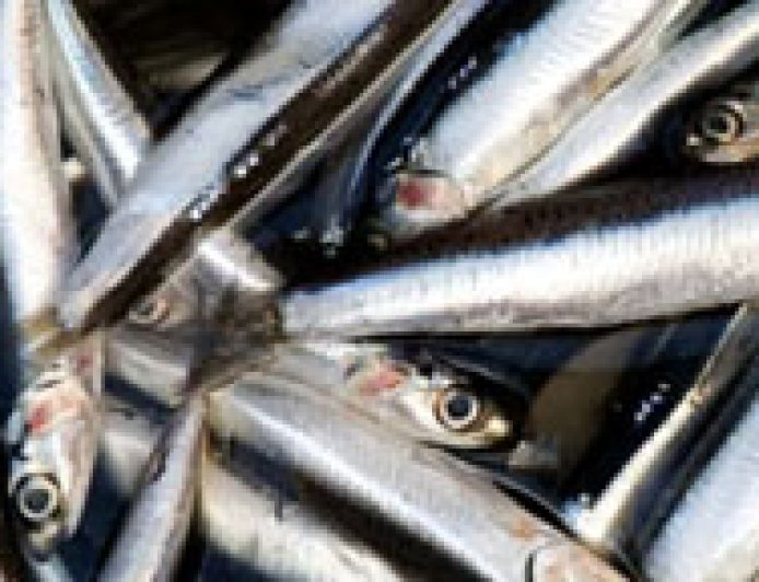 തിരുവനന്തപുരത്ത് കൂടുതൽ ഇടങ്ങളിൽ നിന്ന് മീനുകളുടെ സാമ്പിള്‍ ശേഖരിക്കുന്നു; മീൻ വിഭവം കഴിച്ച മൂന്നുപേര്‍ കൂടി ചികിത്സ തേടി