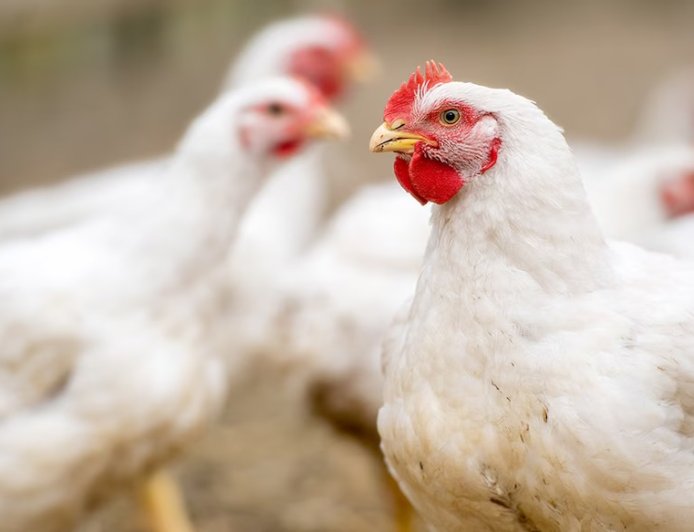 സൗദിയിൽ പൗൾട്രി ഉത്പന്നങ്ങൾക്ക് നിരോധനം: ഇന്ത്യയുൾപ്പെടെ 40 രാജ്യങ്ങൾക്ക് തിരിച്ചടി