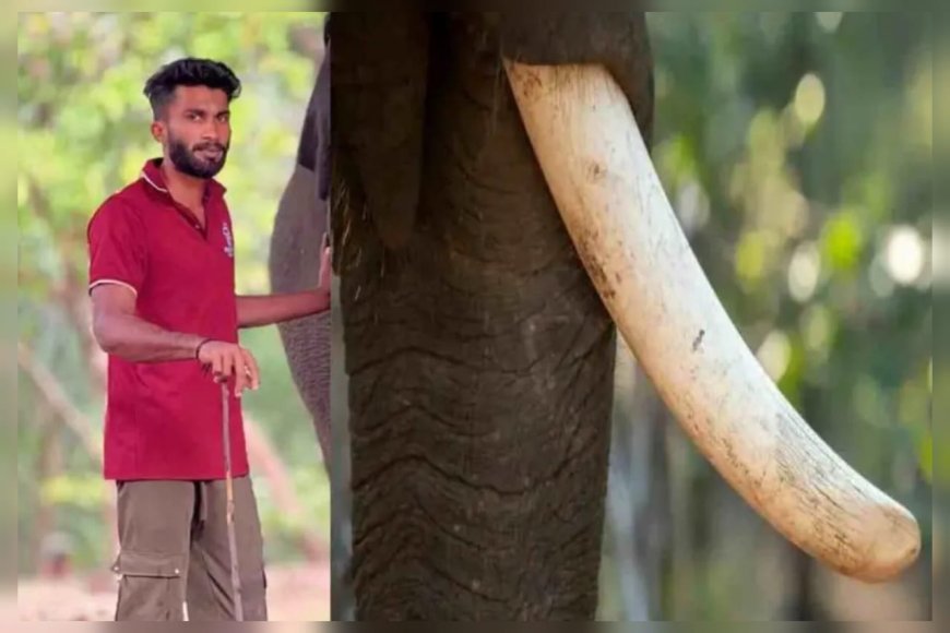 കോട്ടൂർ ആന പരിപാലന കേന്ദ്രത്തിൽ ഒന്നാം പാപ്പാനെ ആന ചവിട്ടിക്കൊന്നു