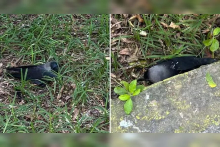 അതീവ ജാഗ്രതാ നിർദ്ദേശം; നൂറുകണക്കിന് കാക്കകൾ കൂട്ടത്തോടെ ചത്തുവീണു, ചെന്നൈയിലെ അഡയാറിൽ എച്ച്5എൻ1