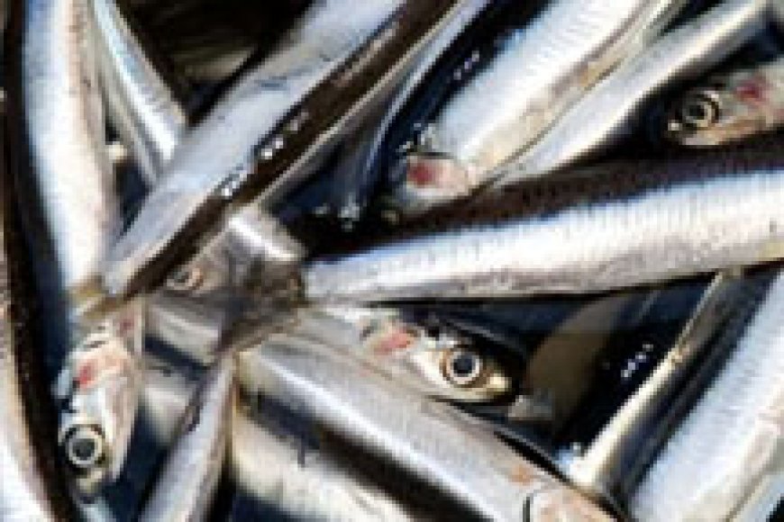 തിരുവനന്തപുരത്ത് കൂടുതൽ ഇടങ്ങളിൽ നിന്ന് മീനുകളുടെ സാമ്പിള്‍ ശേഖരിക്കുന്നു; മീൻ വിഭവം കഴിച്ച മൂന്നുപേര്‍ കൂടി ചികിത്സ തേടി