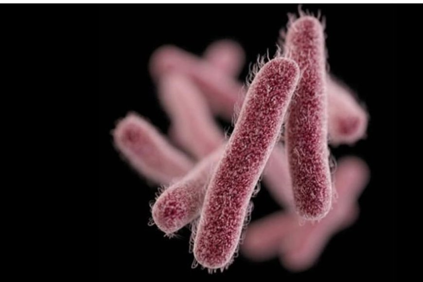 കോഴിക്കോട് ഷിഗല്ലയും പക്ഷിപ്പനിയും പടരുന്നു; 51 പേർ നിരീക്ഷണത്തിൽ; കടുത്ത നിയന്ത്രണങ്ങളുമായി ആരോഗ്യവകുപ്പ്