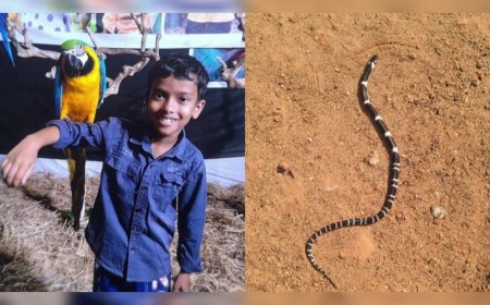 തൃശൂരിൽ ഉറങ്ങിക്കിടന്ന സഹോദരങ്ങൾക്ക് പാമ്പുകടിയേറ്റു; എട്ട് വയസുകാരൻ മരിച്ചു