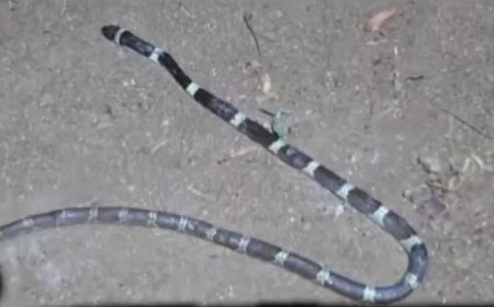 തൃശൂരിൽ രണ്ടര വയസുകാരന് വീടിനുള്ളിൽ പാമ്പ് കടിയേറ്റു; കടിച്ചത് ശംഖുവരയൻ