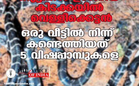 കുട്ടികള്‍ ഉറങ്ങിയ കിടക്കയില്‍ വെള്ളിക്കെട്ടന്‍;  ഒരു വീട്ടില്‍ നിന്ന് കണ്ടെത്തിയത് 5 വിഷപ്പാമ്പുകളെ