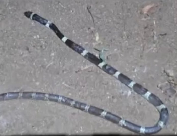 തൃശൂരിൽ രണ്ടര വയസുകാരന് വീടിനുള്ളിൽ പാമ്പ് കടിയേറ്റു; കടിച്ചത് ശംഖുവരയൻ