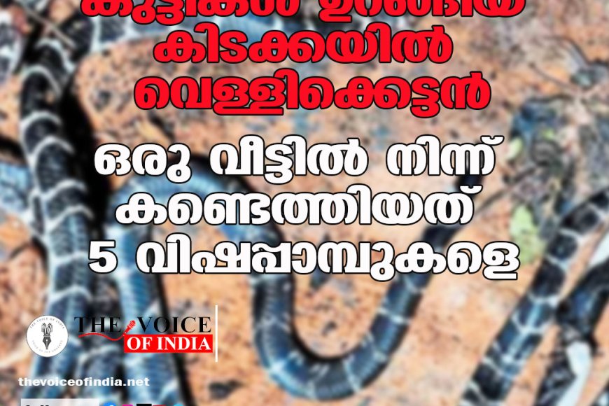 കുട്ടികള്‍ ഉറങ്ങിയ കിടക്കയില്‍ വെള്ളിക്കെട്ടന്‍;  ഒരു വീട്ടില്‍ നിന്ന് കണ്ടെത്തിയത് 5 വിഷപ്പാമ്പുകളെ