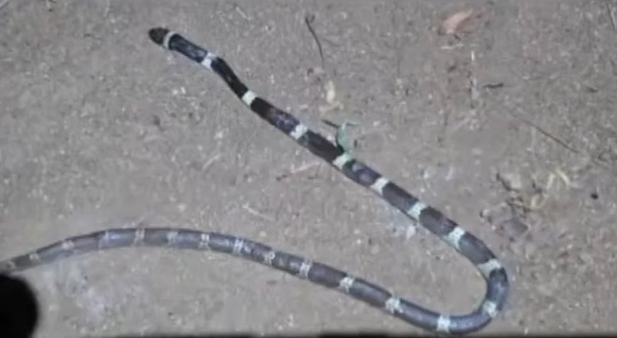 തൃശൂരിൽ രണ്ടര വയസുകാരന് വീടിനുള്ളിൽ പാമ്പ് കടിയേറ്റു; കടിച്ചത് ശംഖുവരയൻ