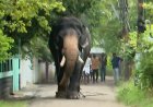 തൃശ്ശൂര്‍ നഗര മധ്യത്തിൽ ആനയിടഞ്ഞ് പരിഭ്രാന്തി
