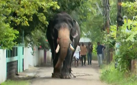തൃശ്ശൂര്‍ നഗര മധ്യത്തിൽ ആനയിടഞ്ഞ് പരിഭ്രാന്തി