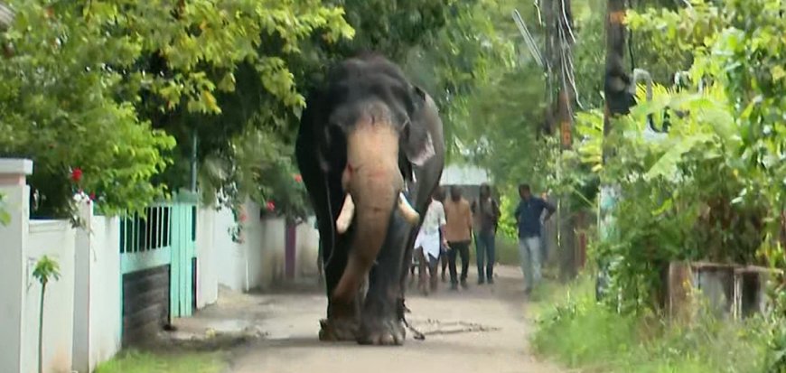 തൃശ്ശൂര്‍ നഗര മധ്യത്തിൽ ആനയിടഞ്ഞ് പരിഭ്രാന്തി