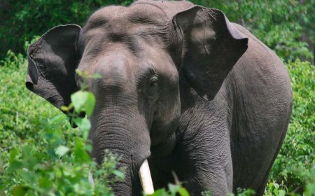 വയനാട്ടില്‍ കാട്ടാന ഭീതി തുടരുന്നു; ആക്രമണത്തില്‍ ഒരു മരണം