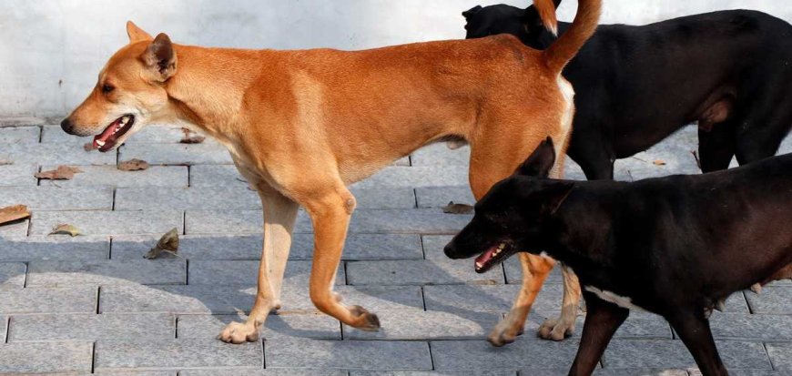 വീട്ടിനുള്ളിൽ കയറി ആക്രമണം; കല്ലമ്പലത്ത് വയോധികയ്ക്ക് തെരുവുനായയുടെ കടിയേറ്റ് പരിക്ക്